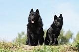 SCHIPPERKE 655